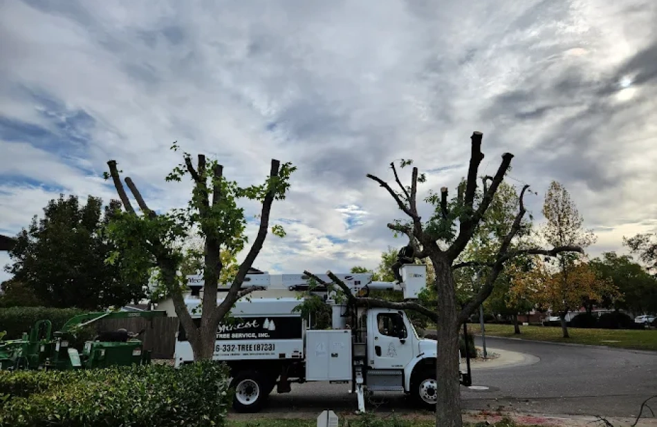 Tree Pruning